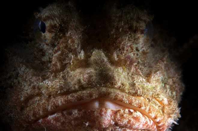 Close-up of "sea monsters" are scarier than sharks