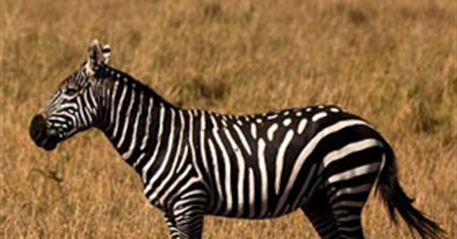 Sự thật ngựa vằn là trắng sọc đen hay đen sọc trắng?