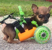 Xe đẩy được in 3D dành cho chú chó bị khuyết tật 2 chân