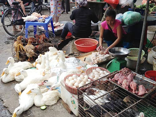 Phòng chống cúm gia cầm cực độc H5N6