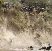 Hàng nghìn linh dương đầu bò vượt sông đầy cá sấu 