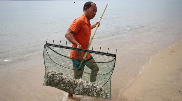 Cầu gai cát xuất hiện dày đặc ở bãi biển Nha Trang