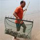 Cầu gai cát xuất hiện dày đặc ở bãi biển Nha Trang