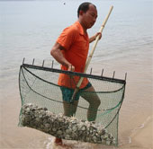 Cầu gai cát xuất hiện dày đặc ở bãi biển Nha Trang