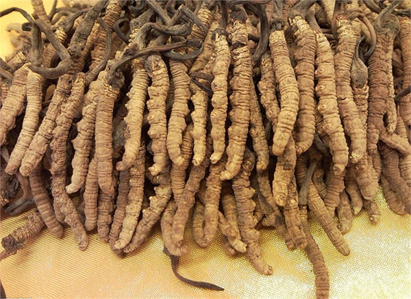 Điều chưa biết về loài 