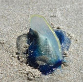 Hàng tỉ sinh vật giống sứa "tấn công" bờ biển nước Mỹ