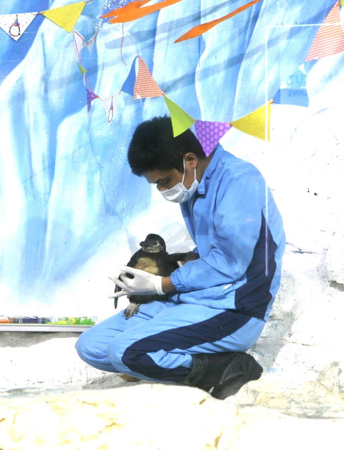 Chim cánh cụt đầu tiên mang "quốc tịch" Việt Nam