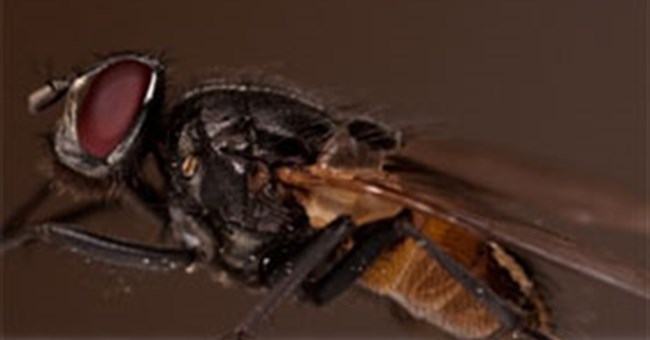 Ruồi đậu trên người chúng ta chỉ để... ói và ị?