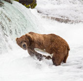 Ảnh đẹp: Gấu nâu bắt cá hồi bơi ngược dòng 