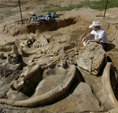 Phát hiện bộ xương voi hoá thạch 60.000 năm tuổi
