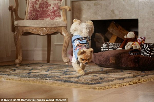 Video: Chú chó lập kỷ lục đi hai chân nhanh nhất thế giới