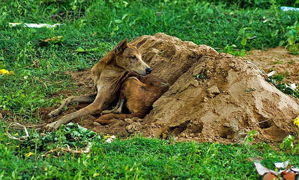 Cảm động với chú chó nhịn ăn nằm bên mộ chủ