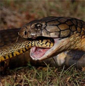 Vì sao rắn hổ mang xẻ thịt nhau lại không trúng độc chết?