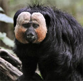 Phát hiện ra 5 loài "khỉ bay" mới trong thế giới động vật