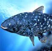 Các loài cá tiền sử khổng lồ vẫn sống đến nay