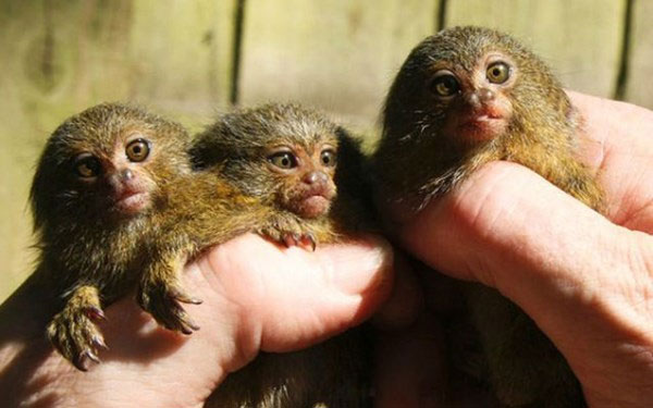 Ca sinh ba lần đầu tiên của loài khỉ nhỏ nhất thế giới