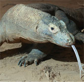 Rồng Komodo, quái vật thời tiền sử sắp tuyệt chủng