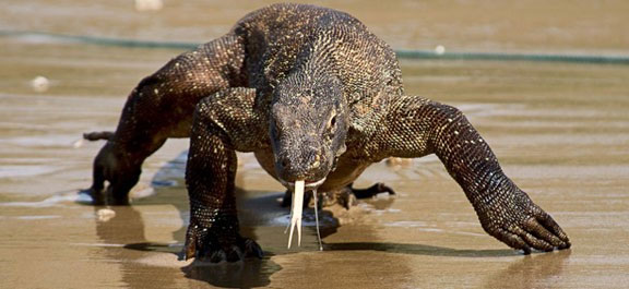 Rồng Komodo, quái vật thời tiền sử sắp tuyệt chủng