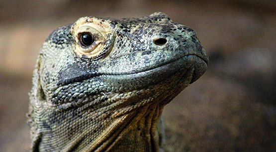 Rồng Komodo, quái vật thời tiền sử sắp tuyệt chủng