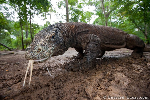 Rồng Komodo, quái vật thời tiền sử sắp tuyệt chủng