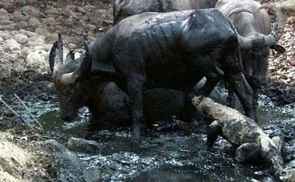 Rồng Komodo, quái vật thời tiền sử sắp tuyệt chủng