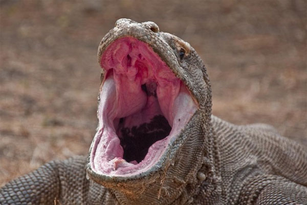 Rồng Komodo, quái vật thời tiền sử sắp tuyệt chủng