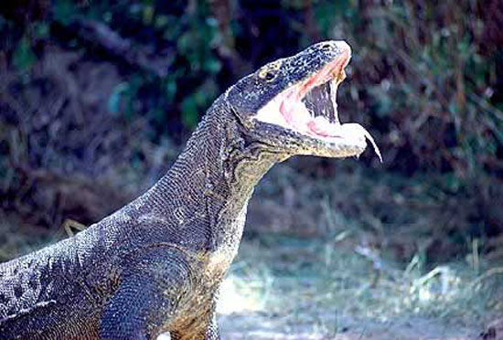Rồng Komodo, quái vật thời tiền sử sắp tuyệt chủng