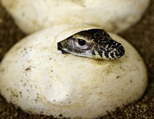 Rồng Komodo, quái vật thời tiền sử sắp tuyệt chủng
