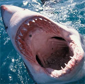 Cá mập thích tấn công đàn ông hơn phụ nữ