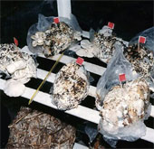 Công nghệ trồng nấm từ bỉm bẩn