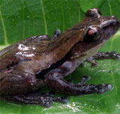 Phát hiện loài ếch cây mới ở Việt Nam