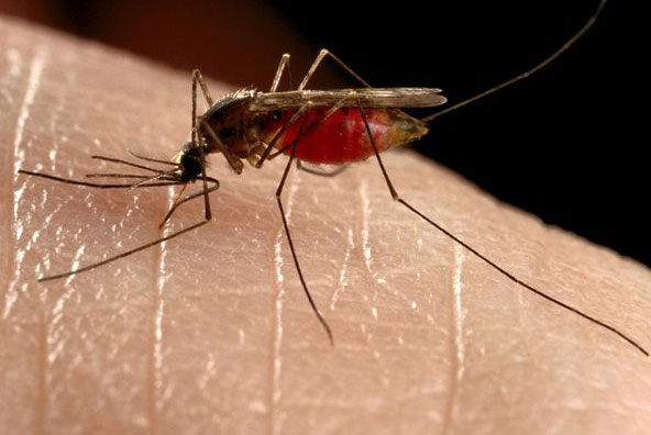 Nhật Bản phát triển thành công kháng thể chống sốt xuất huyết