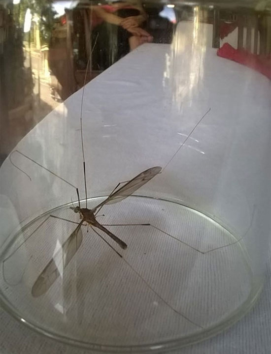 Muỗi 