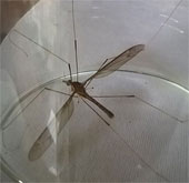 Muỗi "khủng" ở Quảng Bình thực chất là một loài ruồi?