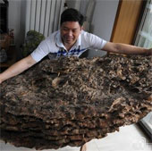 Phát hiện nấm Vân Chi siêu lớn, quý hiếm tại Trung Quốc