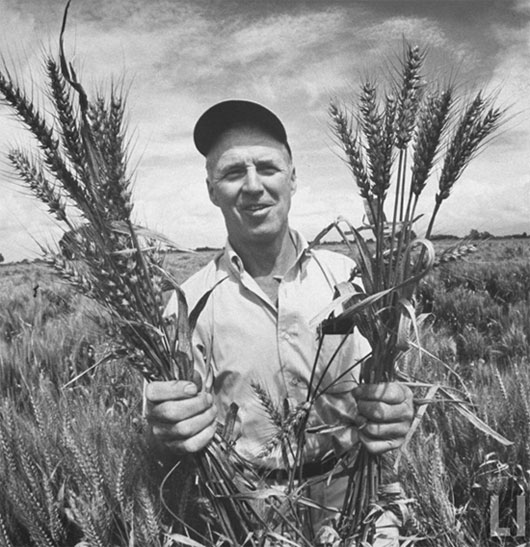 5 năm ngày mất của Norman Borlaug - Cha đẻ của cuộc “cách mạng xanh”