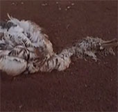 Hiện tượng đàn chim chết bí ẩn ở Trung Quốc