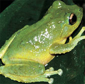 Phát hiện loài ếch cây mới tại Tây Nguyên