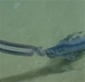 Video: Phát hiện sinh vật vô cùng kỳ dị dưới đáy đại dương