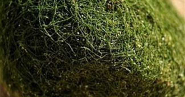 Quả cầu màu xanh bí ẩn tràn vào đầy bờ biển Australia