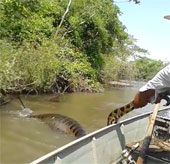Video: Tóm đuôi trăn Anacoda trên sông