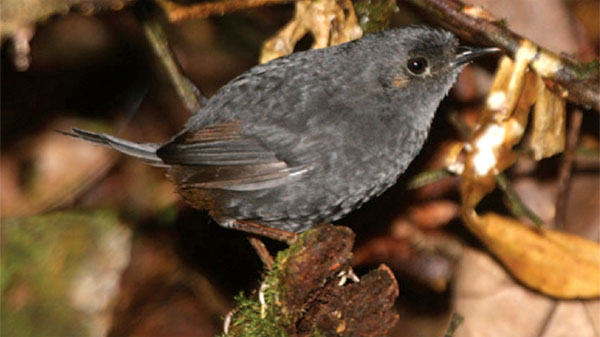 Phát hiện loài chim mới ở Brazil