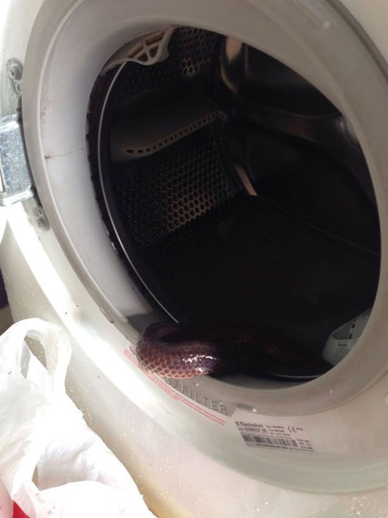Đối phó thế nào với rắn bò lên giường, chui vào máy giặt?