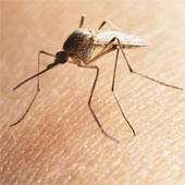 Brazil thả muỗi kháng virus sốt xuất huyết