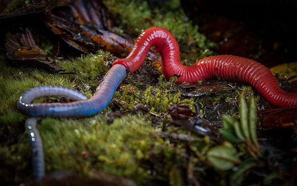 The red leech monster swallows large worms in the blink of an eye