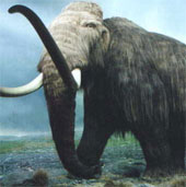 Phát hiện hóa thạch voi ma mút dọc bên bờ sông