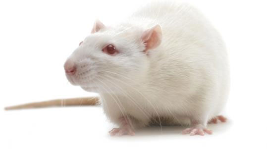 Những con chuột nhỏ và khá vô hại là một lợi ích cho các nhà khoa học.