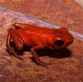 Phát hiện loài ếch có độc mới tại Panama