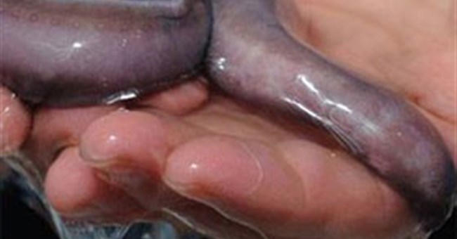 Nghiên cứu chế tạo ra sợi từ chất nhầy của cá