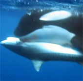 Video: Bầy cá voi sát thủ xấu xé cá mập hổ